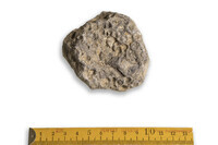 F 08857
<br/>
<br/>
<em></em>